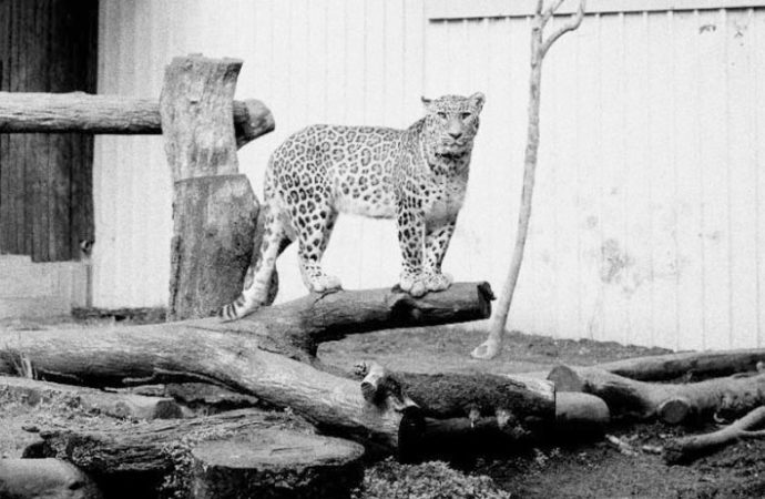 Zoocosis de Estela de Castro